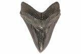 Serrated, Fossil Megalodon Tooth - Georgia #78184-1